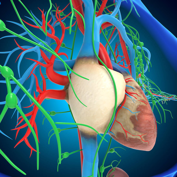 Corazón humano con anatomía del sistema circulatorio para la ilustración 3D del concepto médico - Foto, Imagen