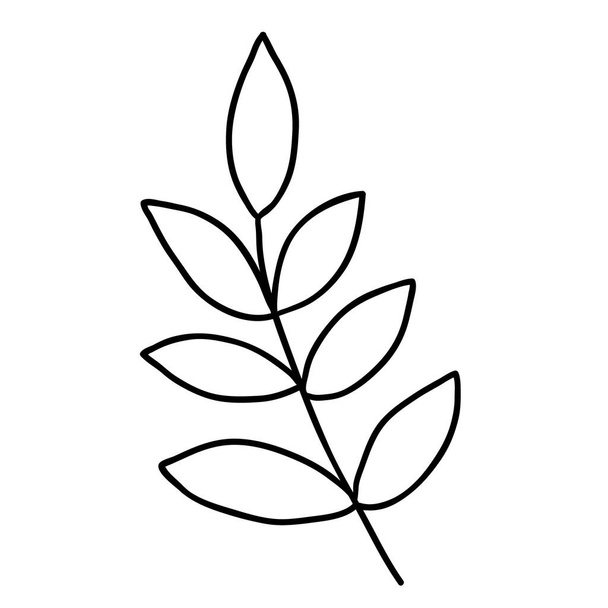 Ručně kreslená dekorativní větev s listy. Roztomilý ručně kreslený bylinný prvek - Vektor, obrázek