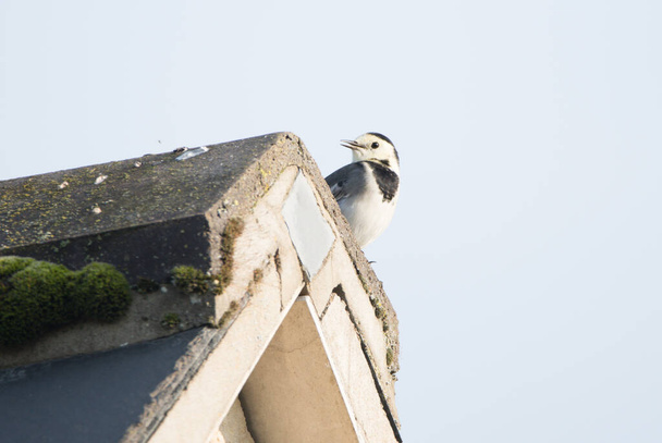 Pied wagtail perching on a rooftop with a clear sky background.  - Photo, Image