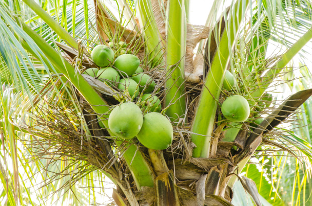 kokosová palma - Fotografie, Obrázek