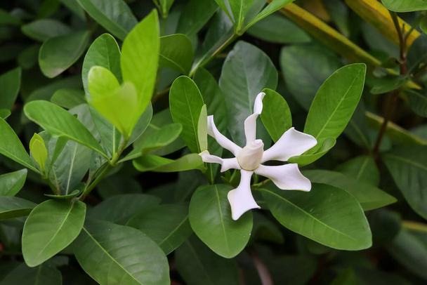 Valkoinen Gardenia jasminoides kukka kukkivat - Valokuva, kuva