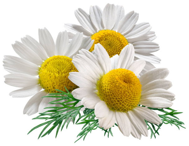 Blooming flower heads of chamomile close-up on white background. File contains clipping path. - Foto, imagen