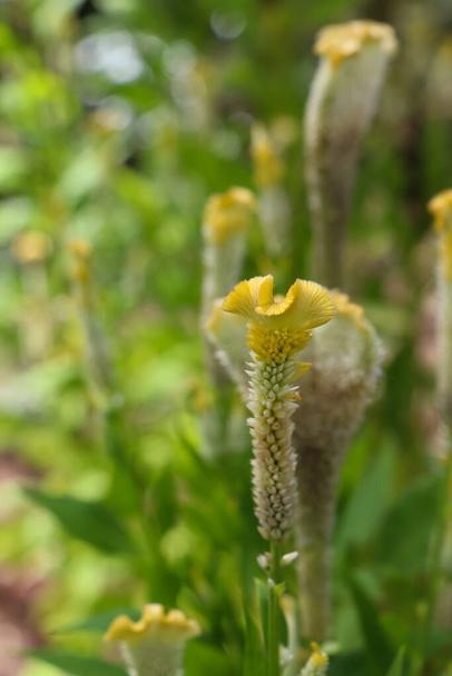 Celosia argentea estão florescendo no dia - Foto, Imagem