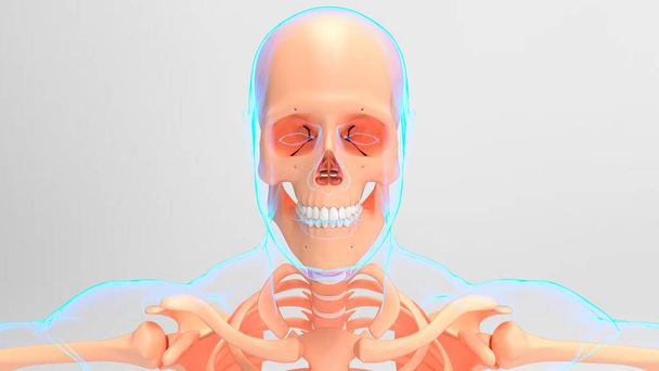 Anatomia dello scheletro umano per il concetto medico Illustrazione 3D - Foto, immagini