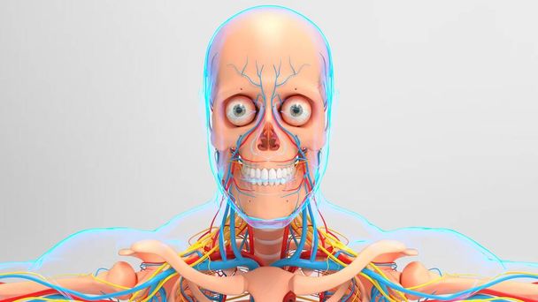 Emberi csontváz anatómia keringési rendszerrel Orvosi koncepció 3D illusztráció - Fotó, kép