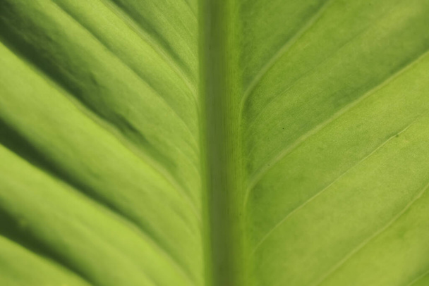 Patterns on green leaves close up - Photo, Image