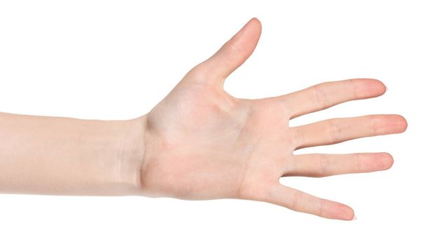Manos caucásicas femeninas aisladas fondo blanco mostrando diferentes gestos. manos de mujer mostrando gesto sostiene algo o toma, da, puntos - Foto, Imagen