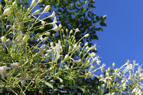 Valkoinen Millingtonia hortensis kukkivat - Valokuva, kuva