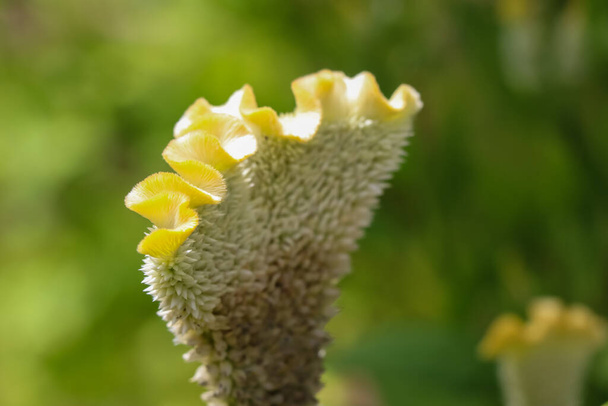 Celosia argentea цветут днем - Фото, изображение