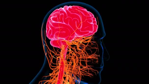 Человеческий мозг с нервной системой Анатомия для медицинской концепции Зацикленная 3D иллюстрация - Кадры, видео