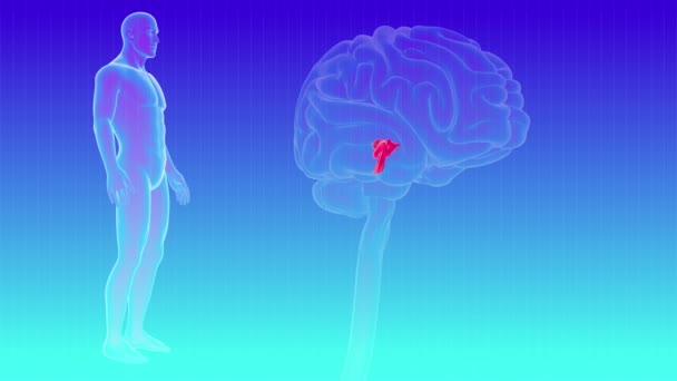 Parties internes du cerveau humain Corpora quadrigemina de l'anatomie tectum pour l'illustration 3D bouclable de concept médical - Séquence, vidéo