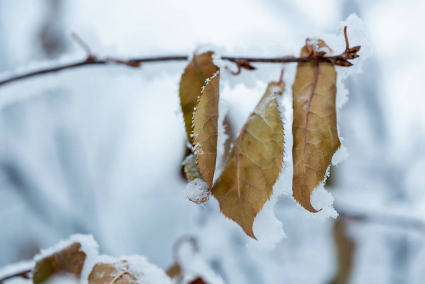 Winter frost on birch tree branches. First snow in winter time - 写真・画像