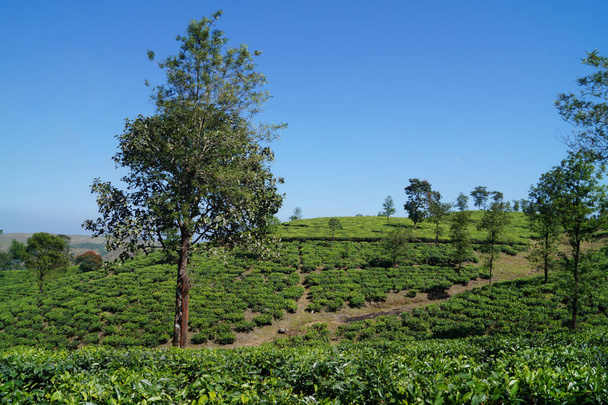 Plantación de té en Wagamon Kerala, India - Foto, Imagen