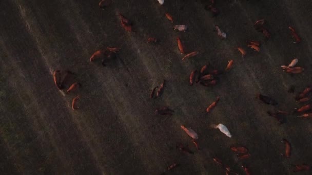 Drone volando sobre rebaño de caballos de alimentación - Metraje, vídeo