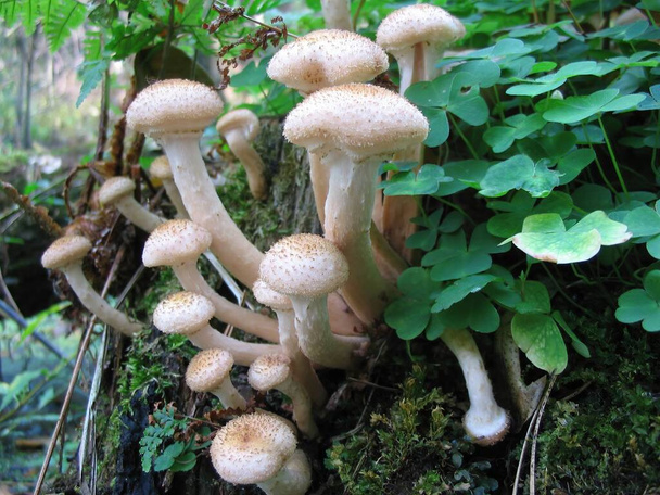 Медовые грибы в осеннем лесу. - Фото, изображение