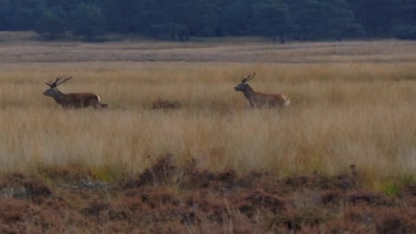 Tre cervi rossi che attraversano la foresta. rallentatore 50 fps - Filmati, video