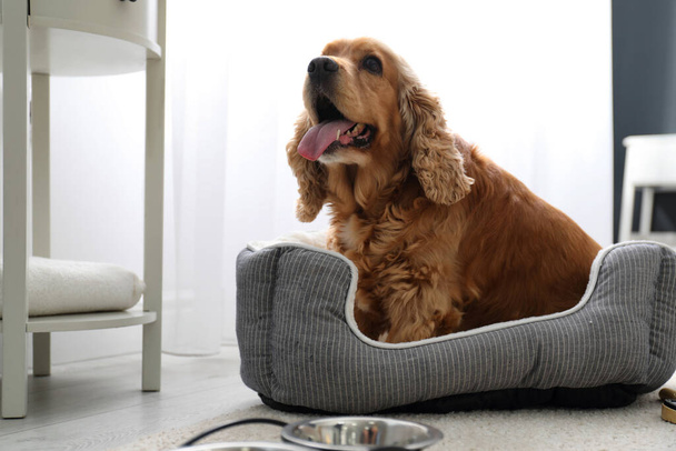 Cute English Cocker Spaniel in dog bed indoors. Pet friendly hotel - 写真・画像
