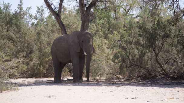 Lonely elephant walking in the shadow of a tree in Namibia - Photo, Image