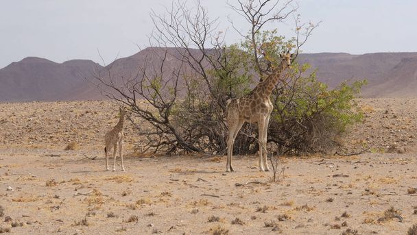 Moeder en baby giraffe staan samen op een droge savanne van Orupembe in Namibië - Foto, afbeelding