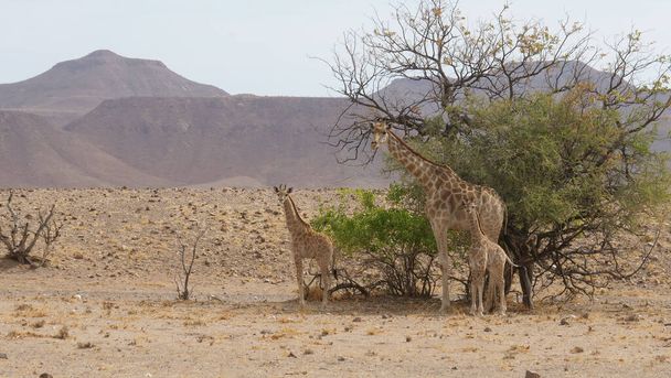 Giraffe family standing together on a dry savanna of Orupembe in Namibia - Photo, Image