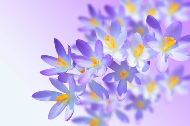 Crochi alpini fiori primaverili su sfondo sfocato
 - Foto, immagini