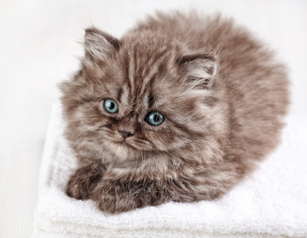 イギリスの長い髪の子猫 - 写真・画像