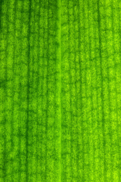 Macro photography of the veins and channels inside a green orchid leaf. Detail of the intercommunicating vessels for the influx of chlorophyll and internal nutrients. - Photo, Image