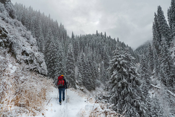 A man with a backpack carries out a hike in the winter in the mountains. Forest in the mountains after a snowfall - Photo, Image