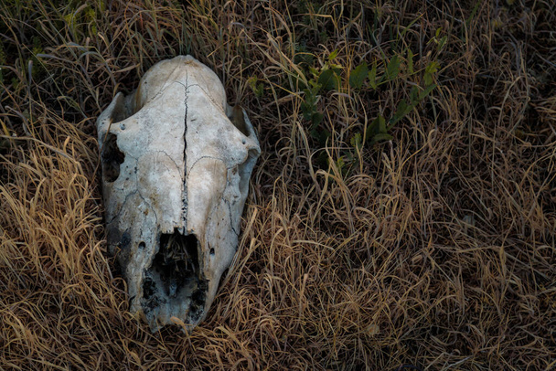 Livestock skull on dry grass. Drought, hot climate, environmental factor, thirst and animals extinction concept. - Photo, Image