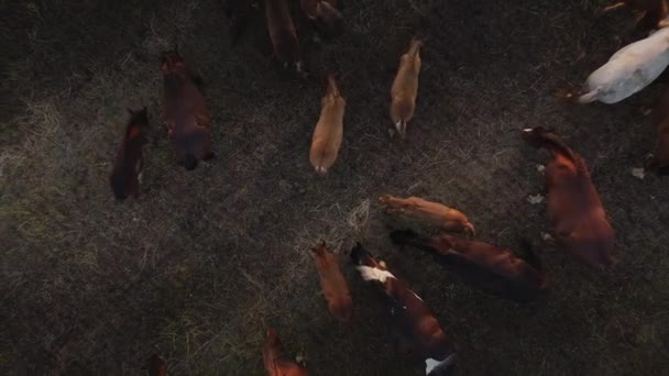 Gruppo di cavalli che pascolano su un prato - Filmati, video