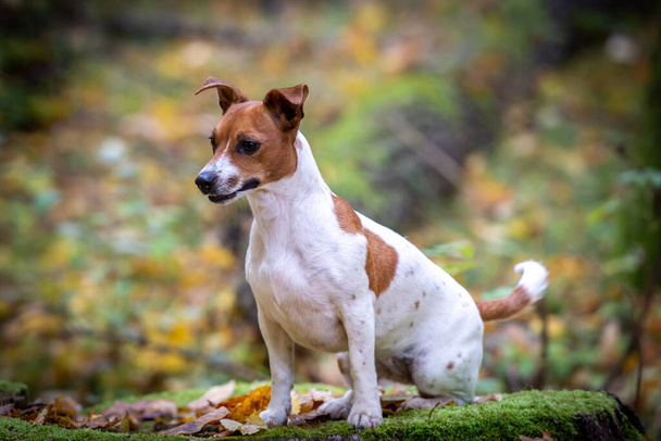 Πορτρέτο ενός όμορφου νεαρού σκύλου ράτσας Jack Russell Terrier - Φωτογραφία, εικόνα
