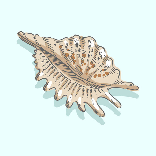 Schelp, schelp, zee, slakkensoort, schelpdieren, nautische illustratie - Vector, afbeelding