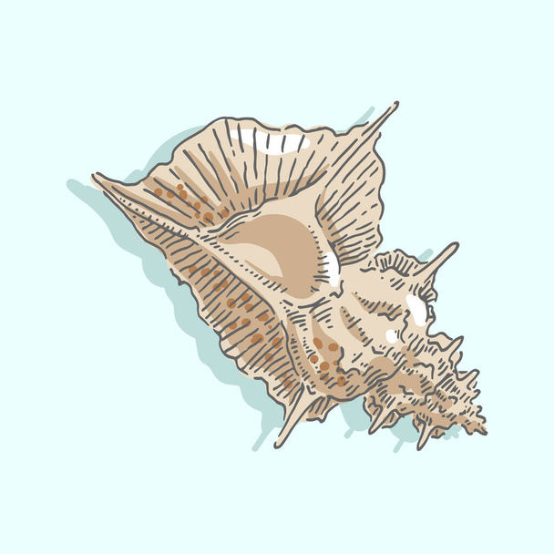 Cáscara de mar, concha, mar, molusco, mariscos, ilustración náutica - Vector, imagen