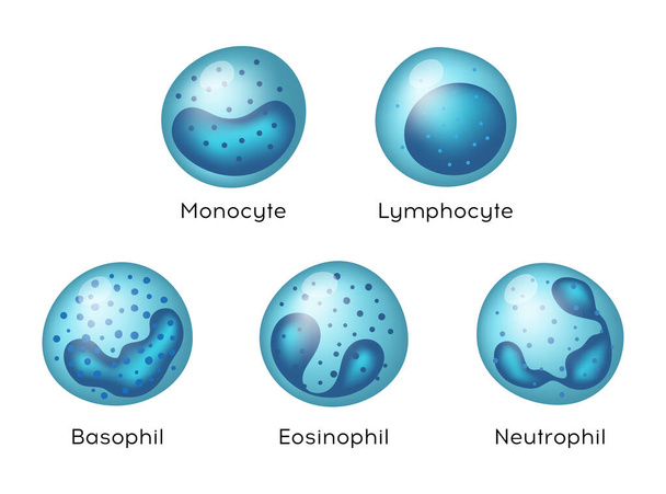Vector illustratie van Monocyt, Lymfocyt, Eosinofiel, Neutrofiel, Basofiel .Types van bloedcellen. - Vector, afbeelding