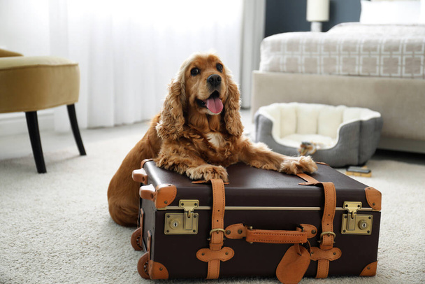 Cute English Cocker Spaniel and suitcase indoors. Pet friendly hotel - Фото, изображение