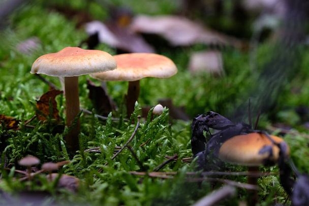 Nahaufnahme von cremebraunen Pilzen, Hebeloma sinapizans, Pilzen auf dem Waldboden zwischen grünem Moos und Herbstblättern. großer karierter Hut. Oktober 2020 Amersfoort, Niederlande - Foto, Bild