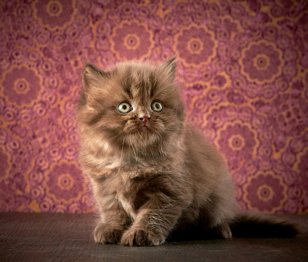 イギリスの長い髪の子猫 - 写真・画像