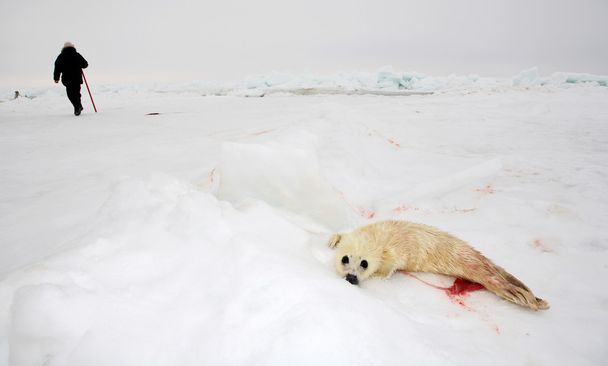 Bebê filhote de foca harpa no gelo do Mar Branco - ecoturismo no Ártico
 - Foto, Imagem