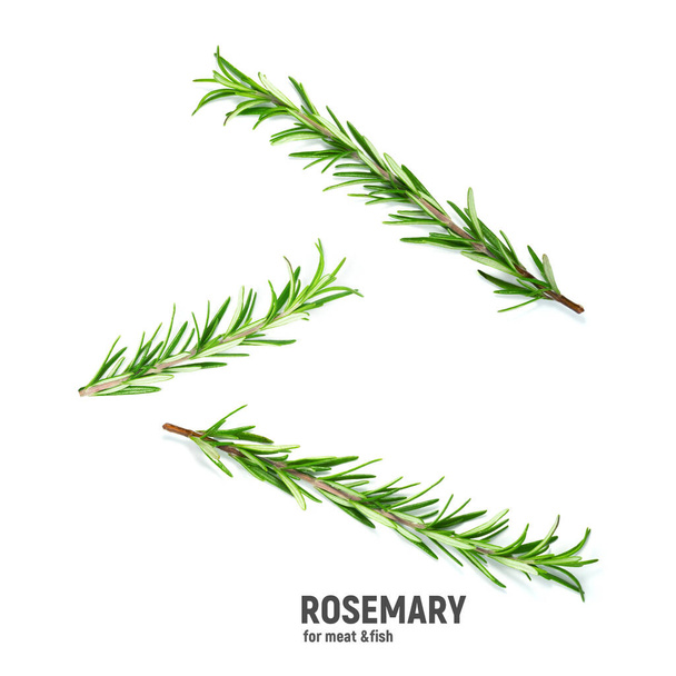Twig of rosemary on a white background. - Photo, Image