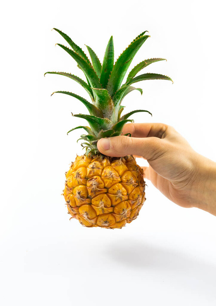 A series of photos with a little baby pineapple on a white isolated background in a hand and not only, beautiful illustrative macro photo for the site - Zdjęcie, obraz