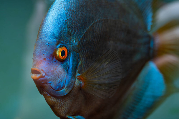 Closup of Blue Diamond Discus fish, detailed mouth and eye Тема рибальства. - Фото, зображення
