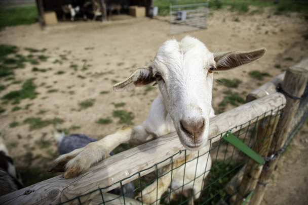mandria di capre in azienda, animali domestici, l'industria del bestiame - Foto, immagini
