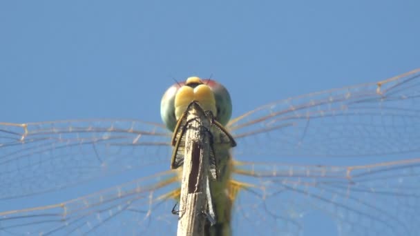 Crocothemis erythraea, libélula da família Libellulidae, escarlate largo, escarlate-darter comum, darter escarlate, libélula escarlate sentado no caule de grama em fundo azul. Macro vista inseto - Filmagem, Vídeo