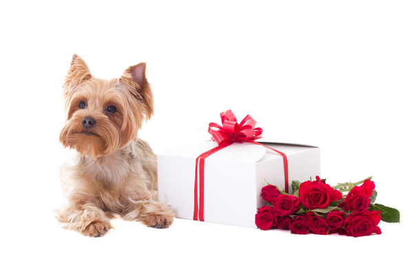 lindo perro yorkshire terrier con flor y caja de regalo - Foto, Imagen
