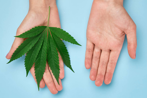 Top view on the woman hand holding a green marijuana leaf on the blue background with copy space.  - Foto, Imagen
