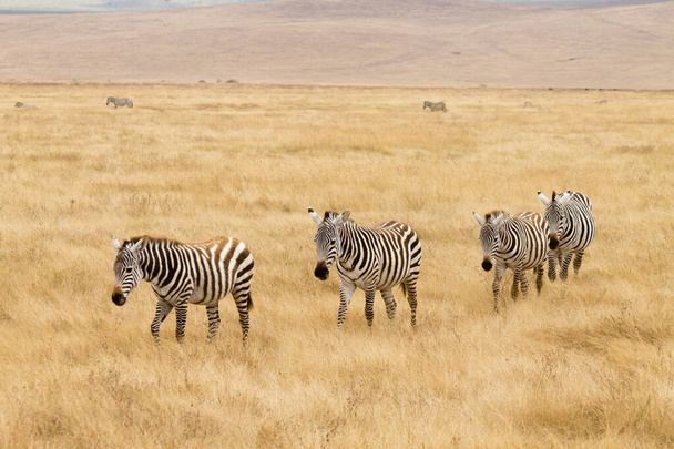 タンザニアのンゴロンゴロ自然保護区の火口の列にあるゼブラス。アフリカの野生動物 - 写真・画像
