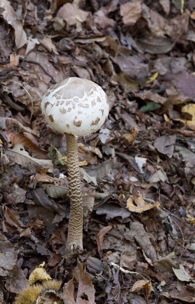 View of Macrolepiota procera mushroom in the wood of Italy - Photo, Image