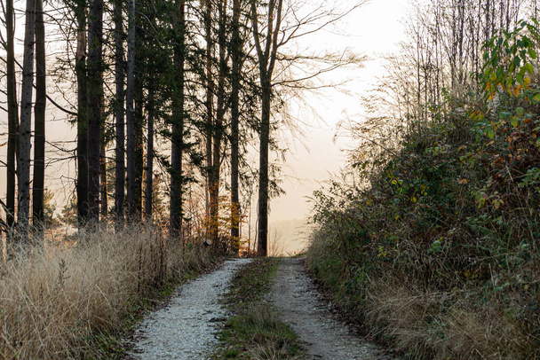 Bosweg onder zonsondergang zonnestralen. Lane loopt door de herfst loofbos bij zonsopgang of zonsopgang. - Foto, afbeelding