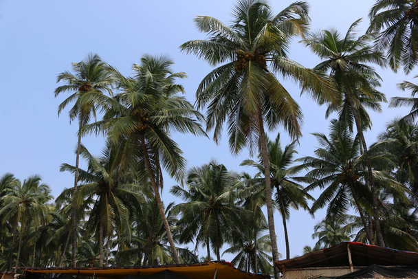 cocotiers au bord de la mer Goa Inde - Photo, image