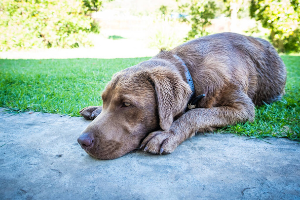 chocolate marrom labrador cachorro descansando à porta de sua casa proprietários - Foto, Imagem